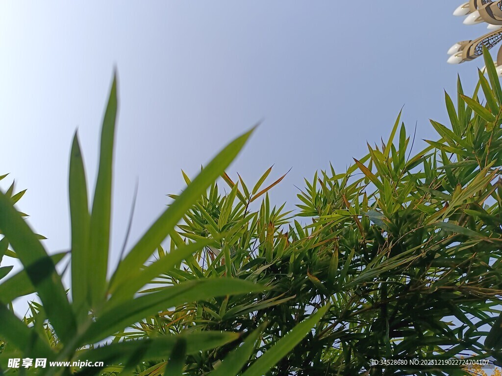 蓝天映衬下的翠绿植物