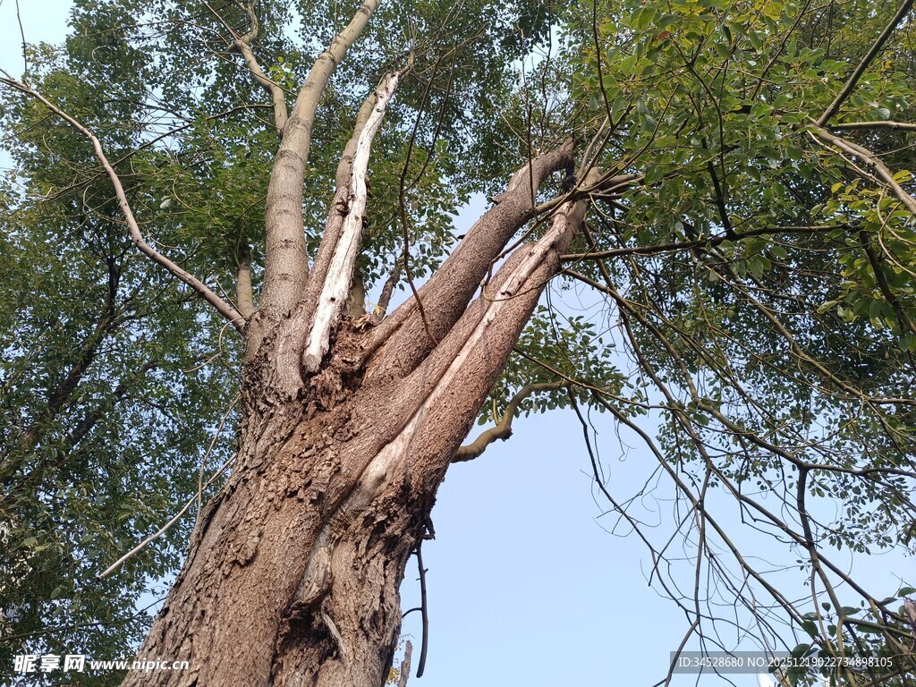 树干开裂的高大树木