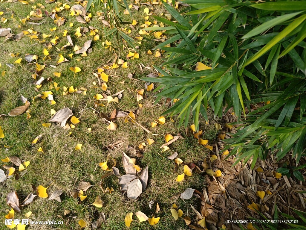 落叶铺地的绿植景观