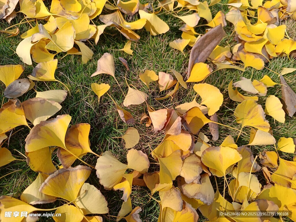 金黄银杏叶铺满地面