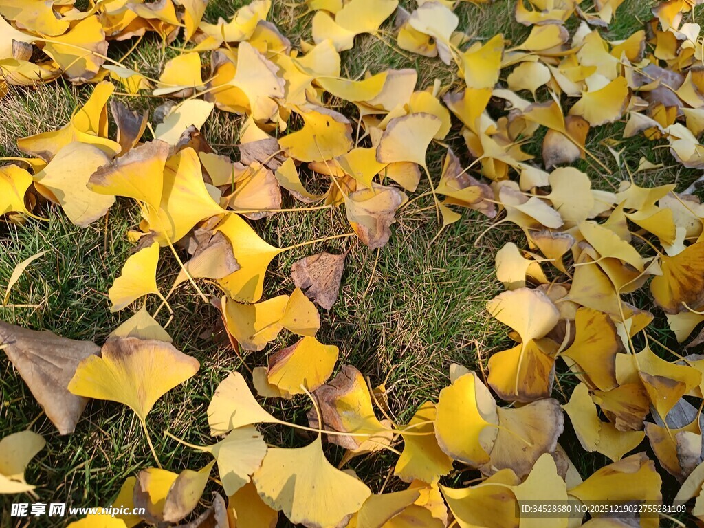 金黄银杏叶铺就秋日美景
