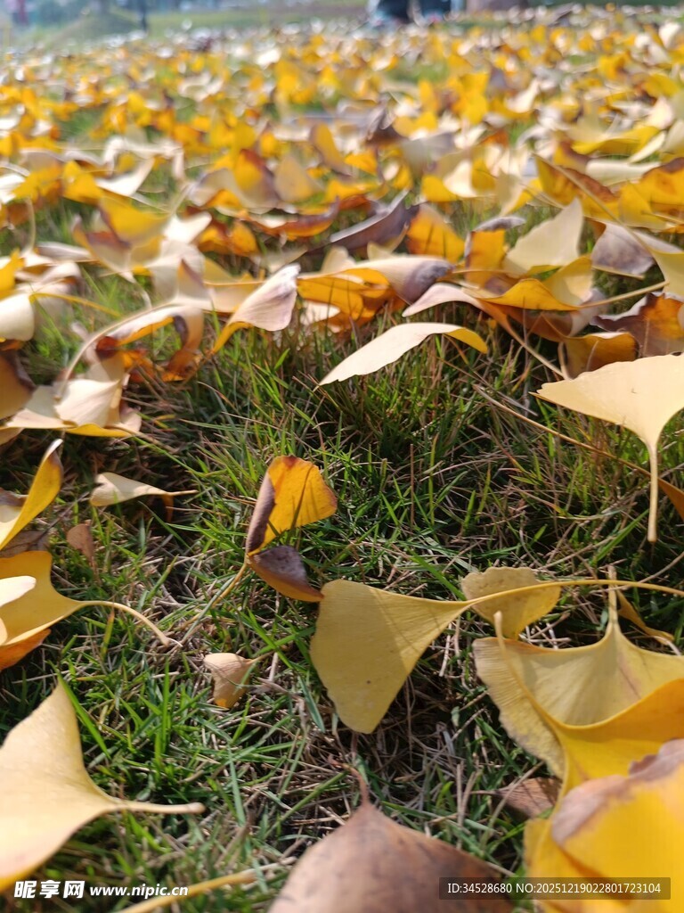 金黄银杏叶铺满翠绿草地
