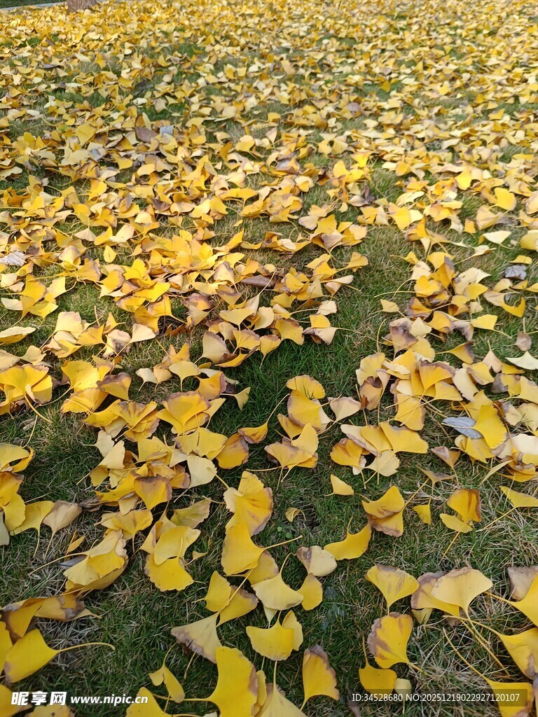 金黄银杏叶铺满地面美景