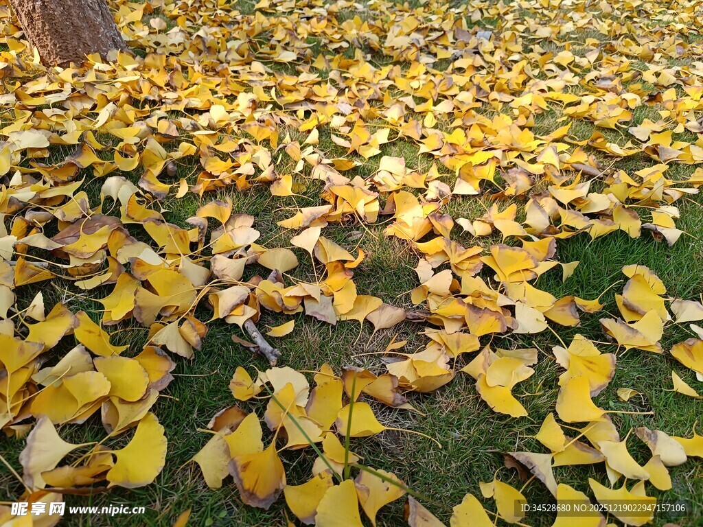 金黄银杏叶铺满草地