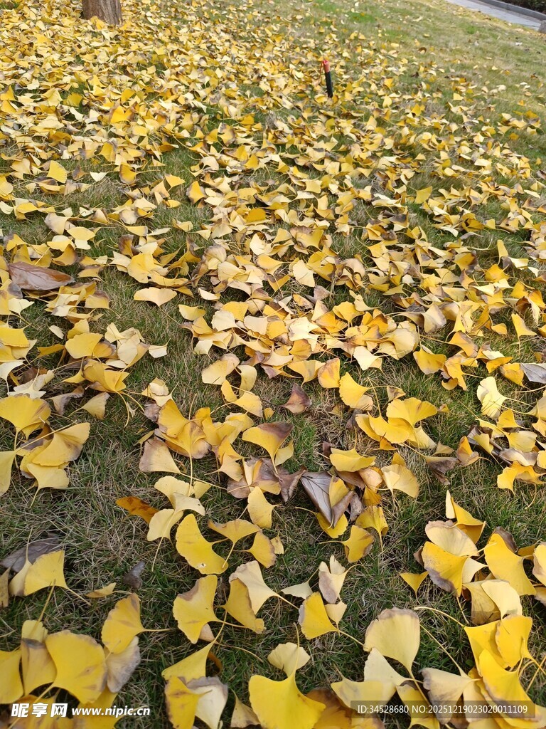 金黄银杏叶铺满草地