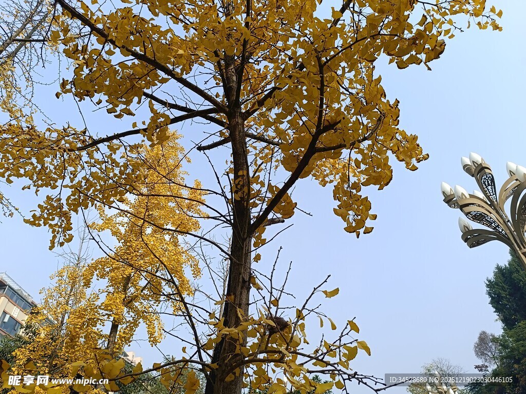 秋日金黄银杏树美景