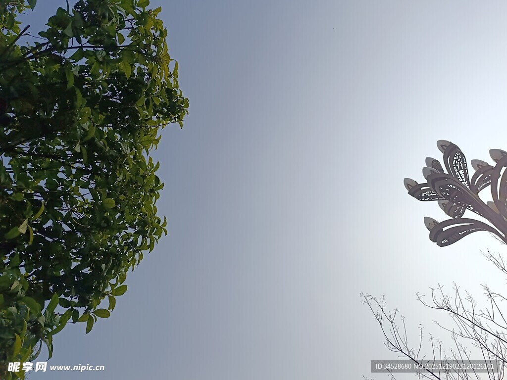 树梢剪影与蓝天相映
