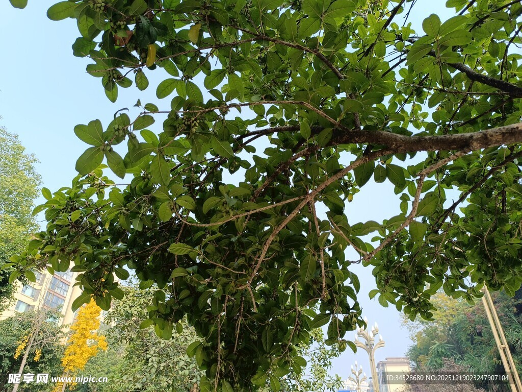 繁茂树枝下的自然景致