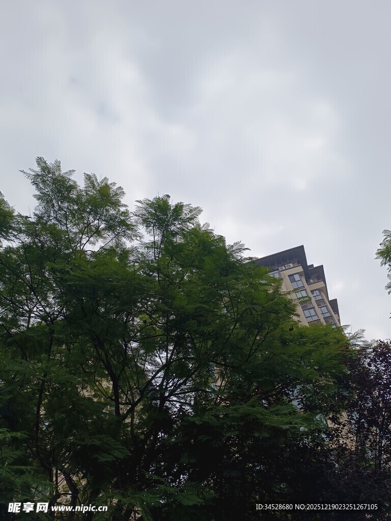 绿树掩映下的高楼一角