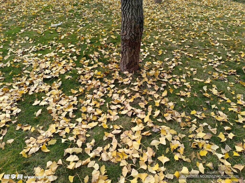 树下金黄落叶铺就美景