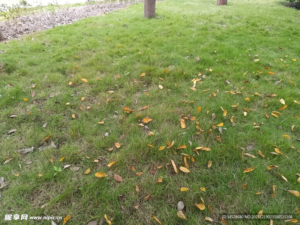 秋日草地落叶景致