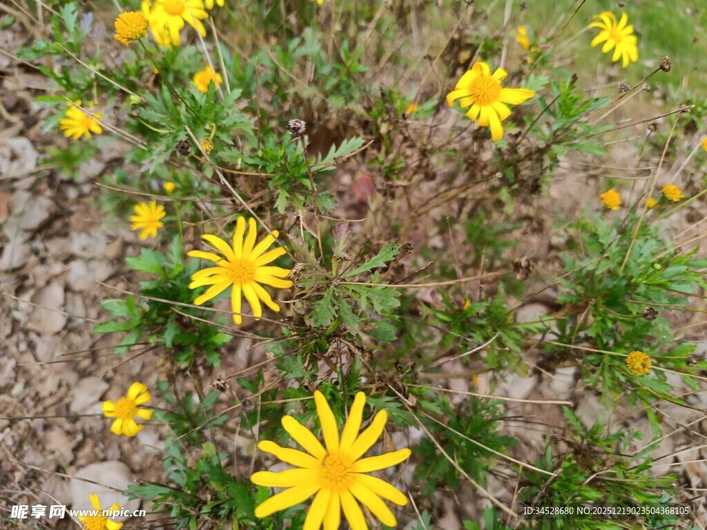 野外绽放的黄色小花