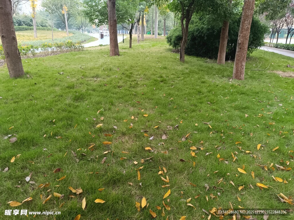 秋日草地与树木景观