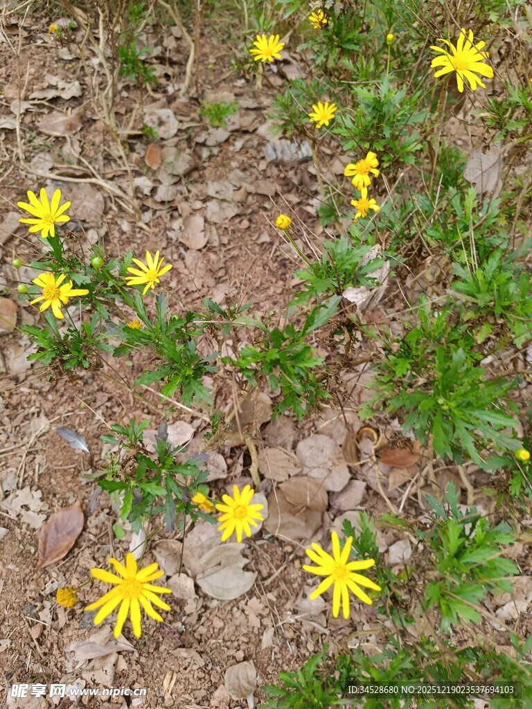 地面上绽放的黄色小花