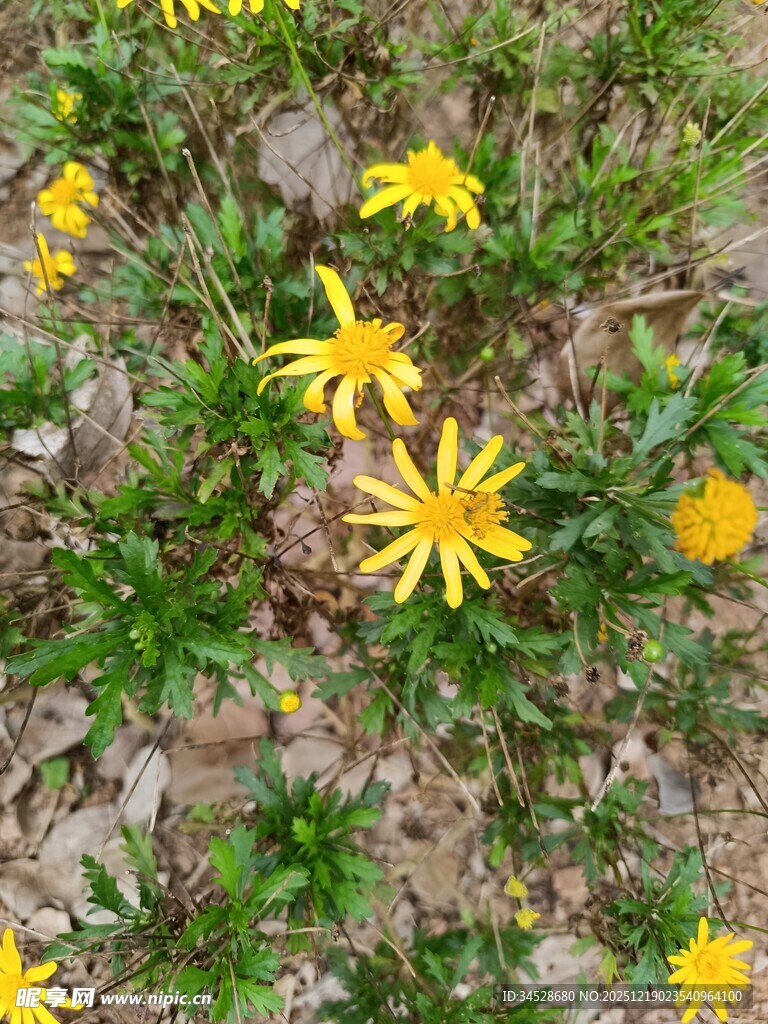 地上绽放的黄色小花