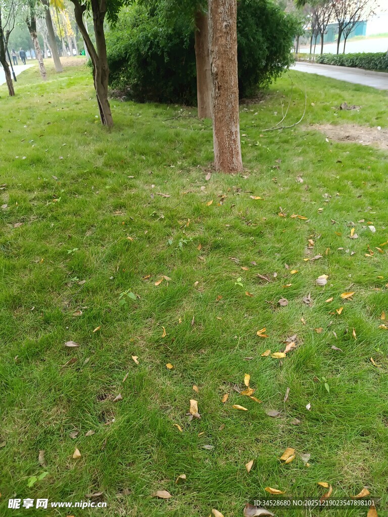 户外草地树木自然景致