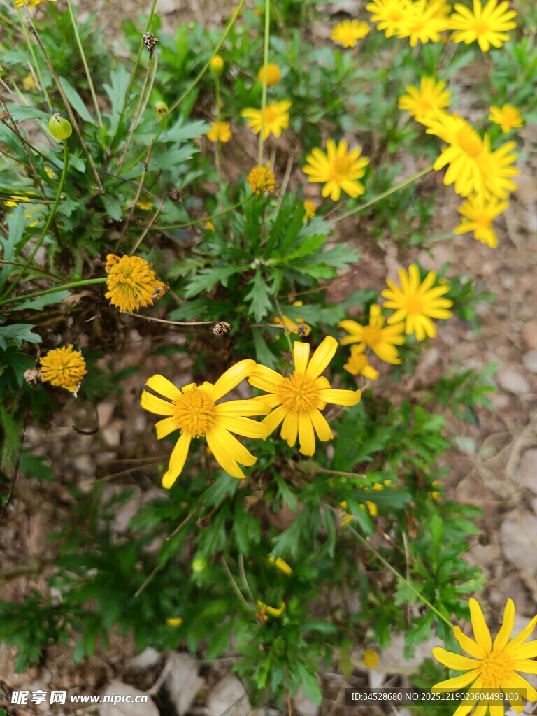 黄色小花绽放于草丛中
