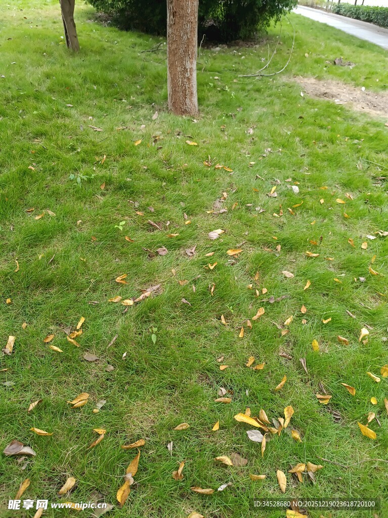 草地旁树干下的散落黄叶