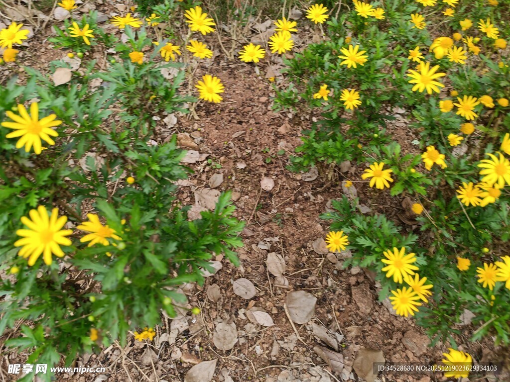 黄色小花绽放于地面