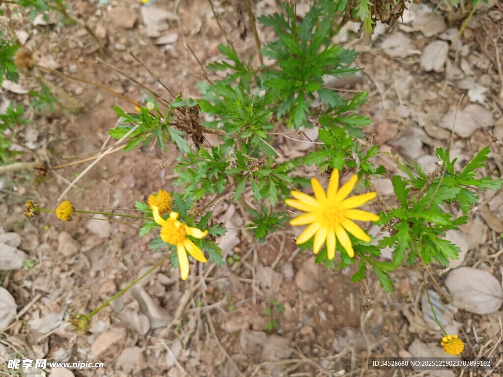 野外绽放的黄色小花