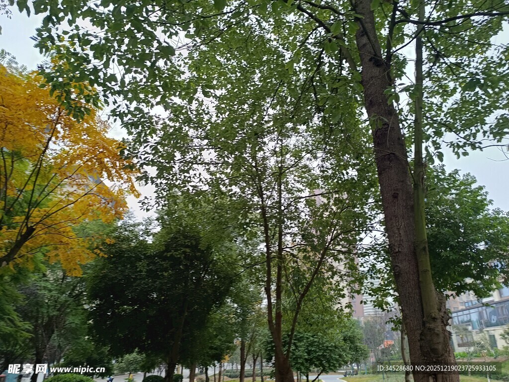 秋日公园绿树景致