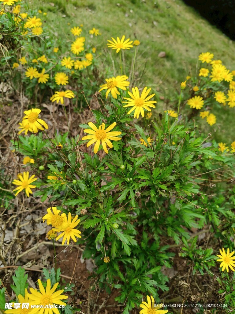 草地中的黄色小花绽放