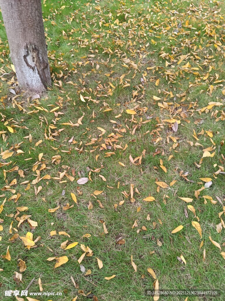 树下落叶铺就秋日美景