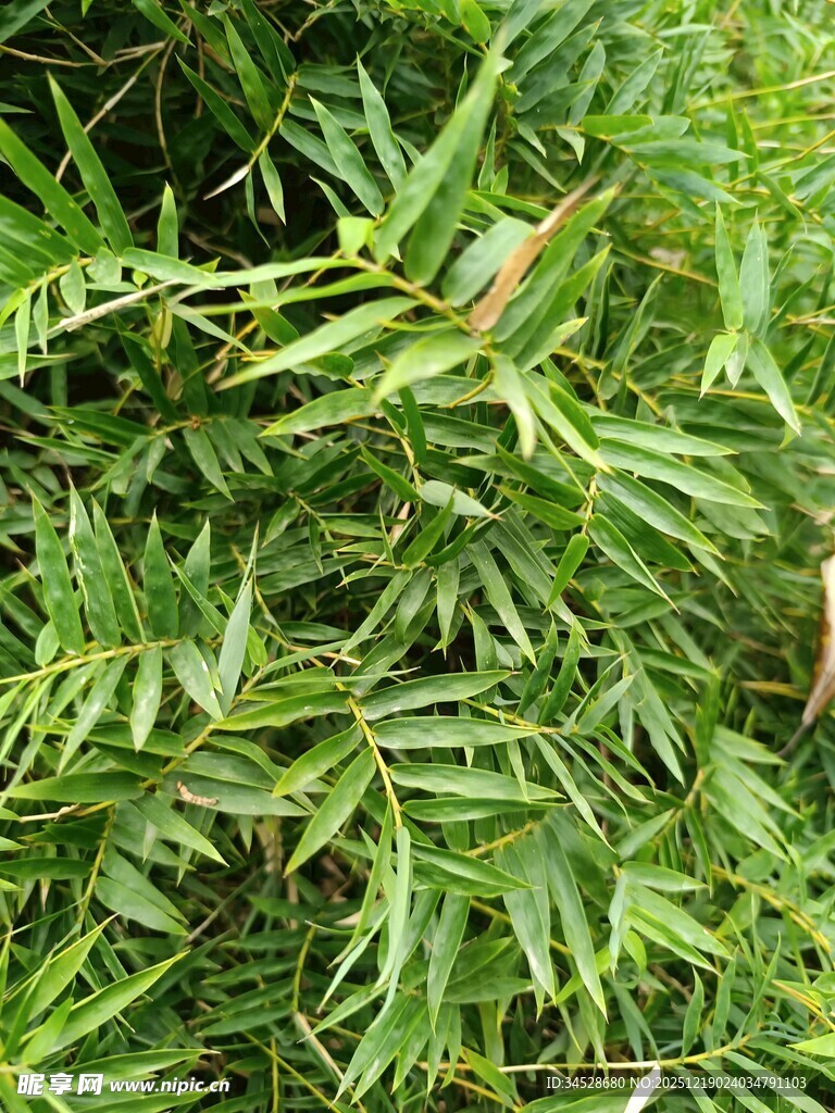 翠绿繁茂的羽状叶片