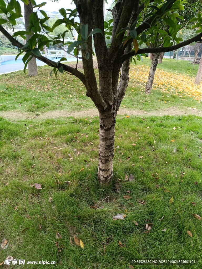 草地中的单棵树木