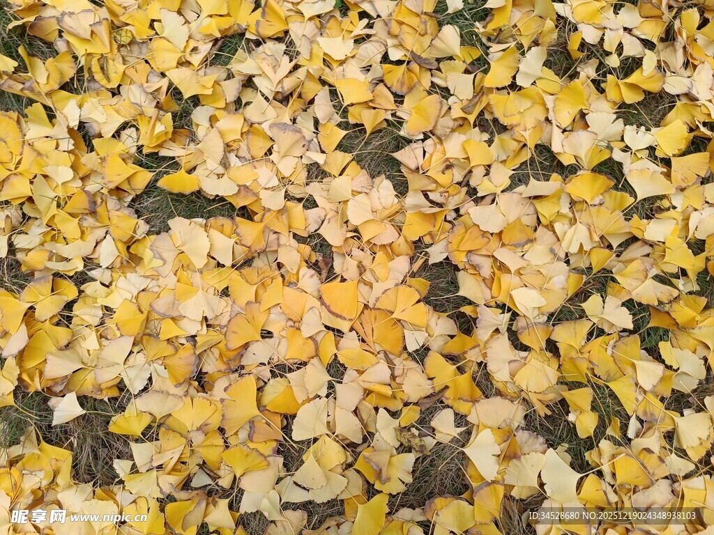 金黄银杏叶铺满地面