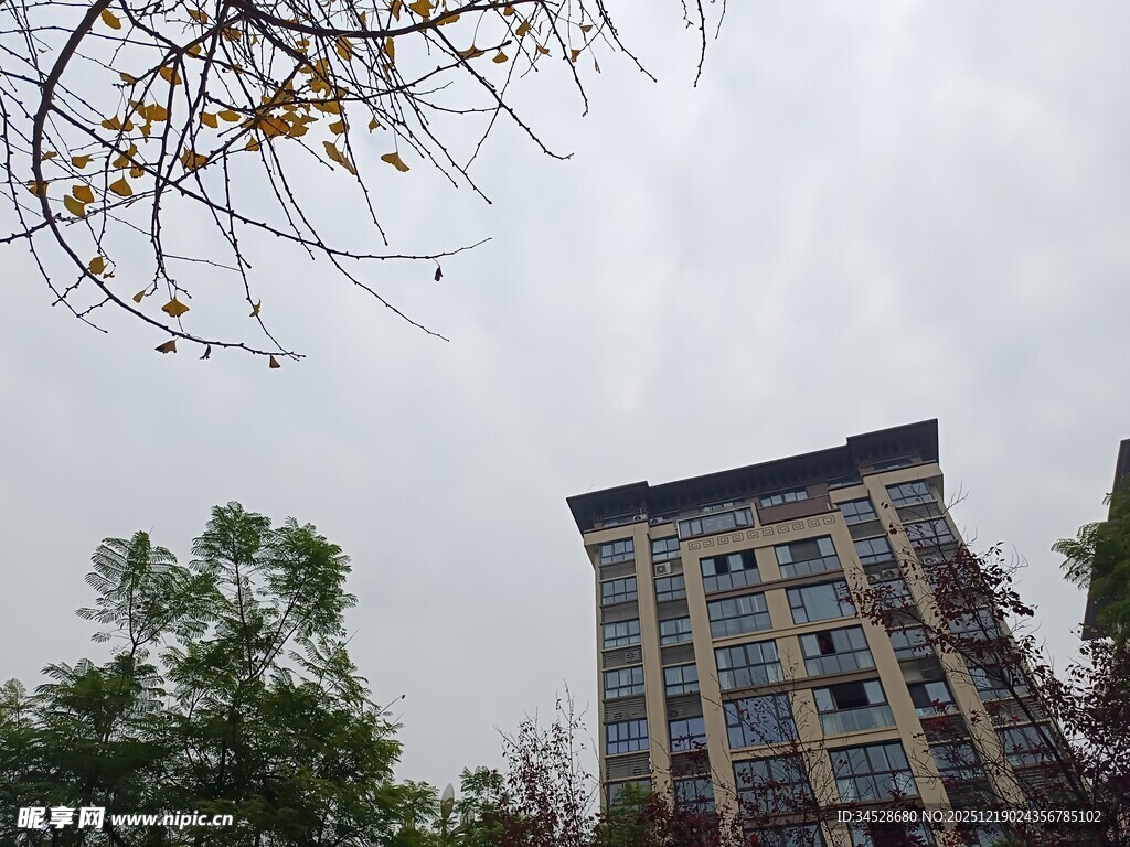 高楼旁的树木与天空景象