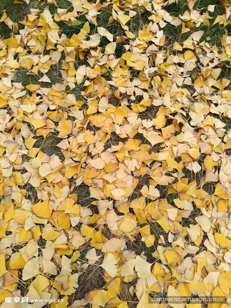 金黄银杏叶铺满地面