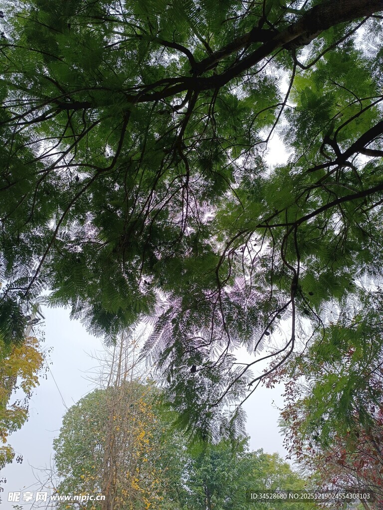 仰视繁茂枝叶景观