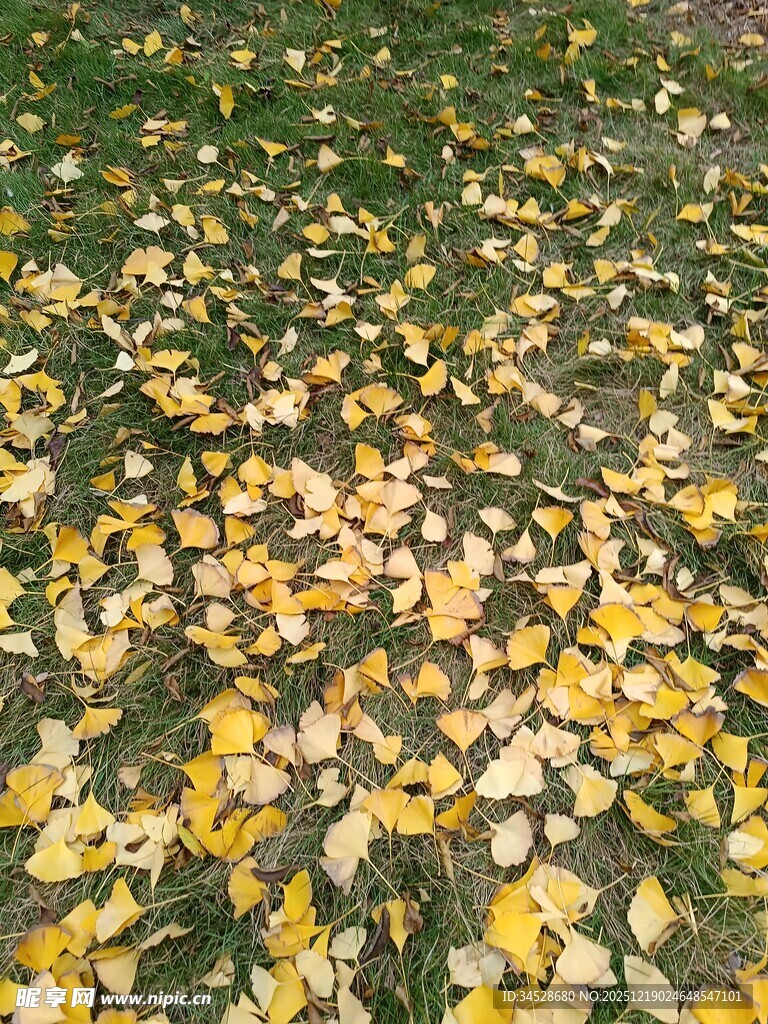 秋日草地落满金黄叶片