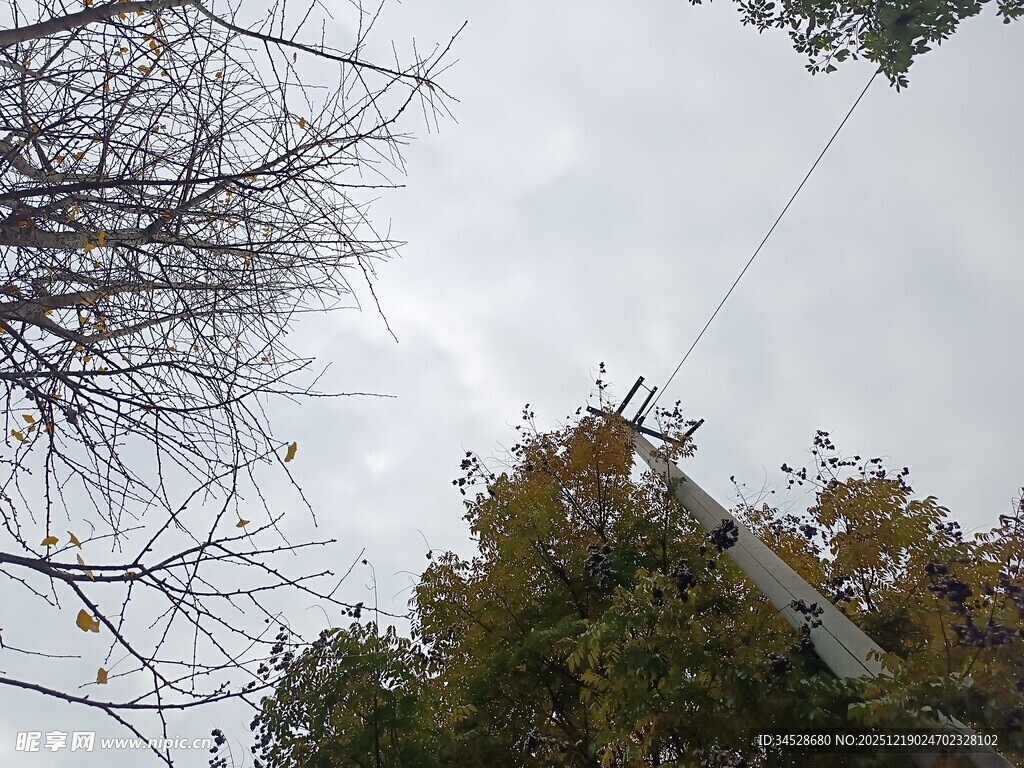 仰视天空中的树木与电线