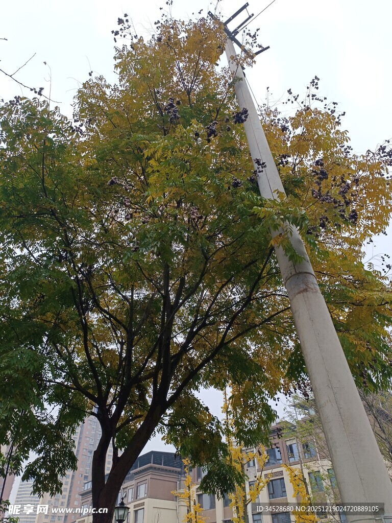 秋日街边的树木与路灯