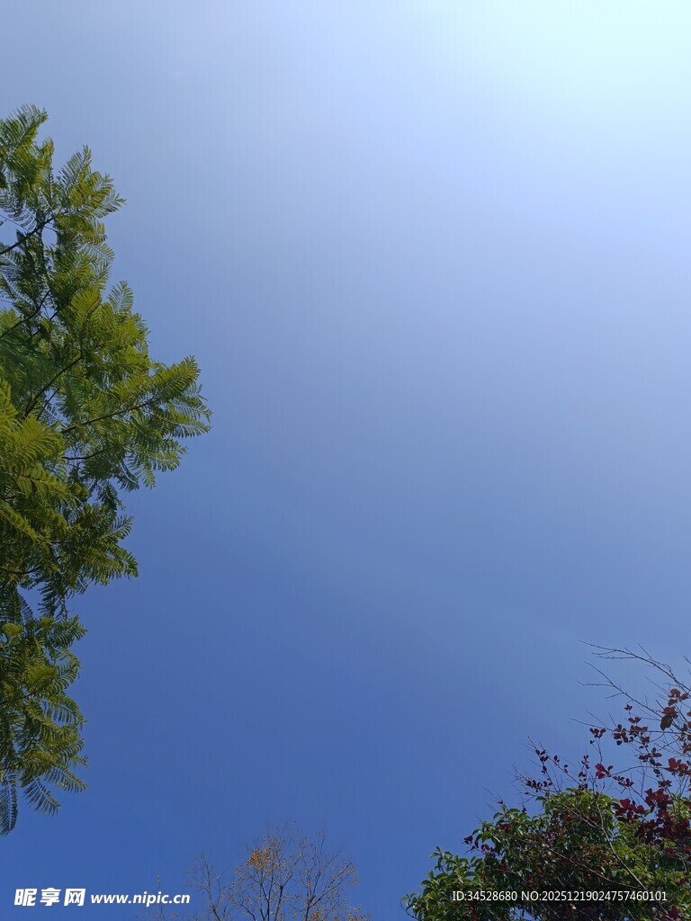 蓝天绿树风景图