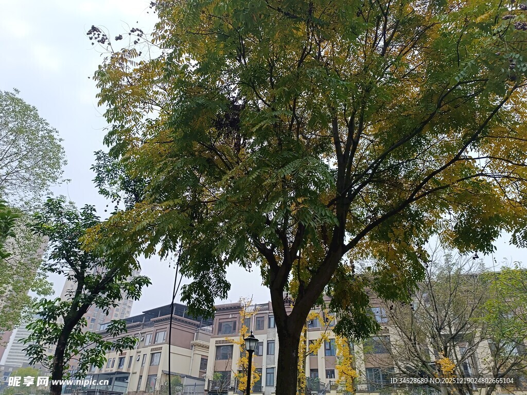 秋日街道旁的葱郁树木