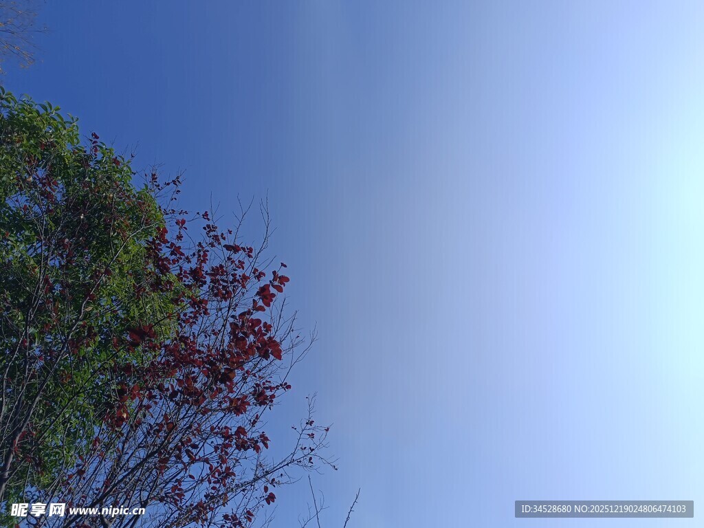 蓝天绿树景致