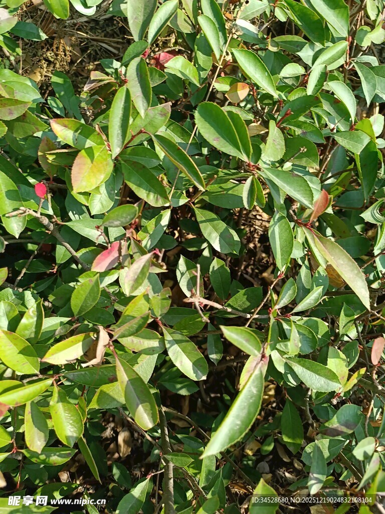 绿叶间的多彩植物景观