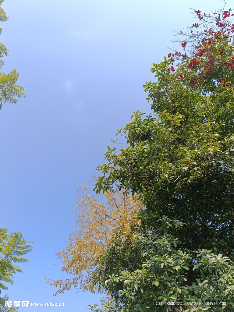 蓝天绿树间的自然景致