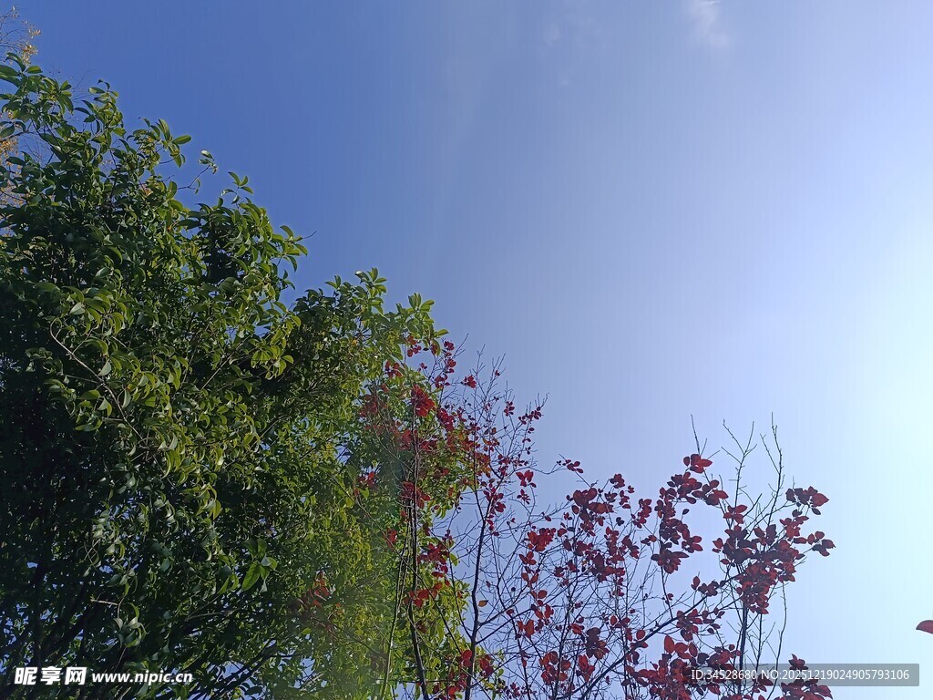 蓝天绿叶红枝相映成趣