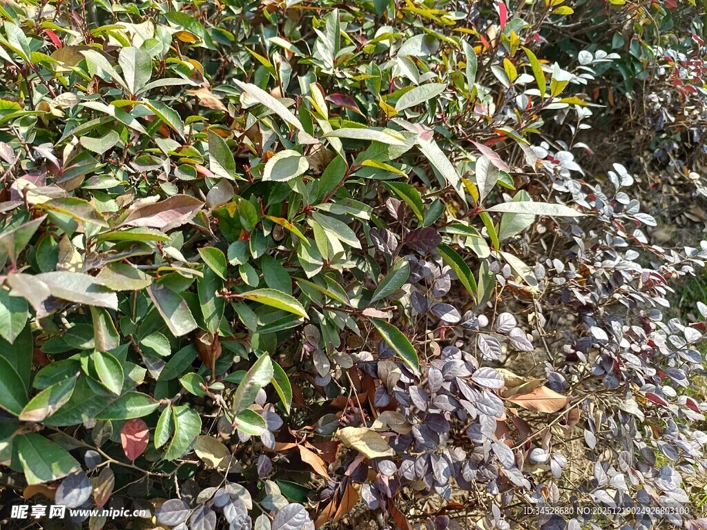 绿叶间的多彩植物景观