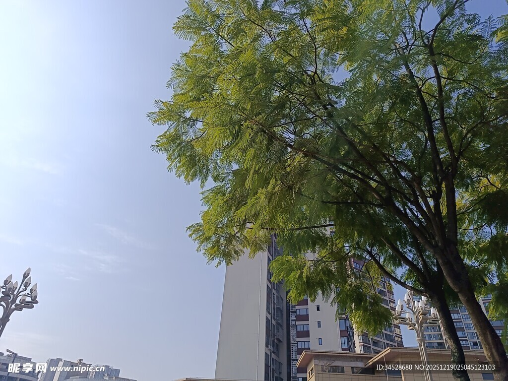 城市中葱郁的绿树