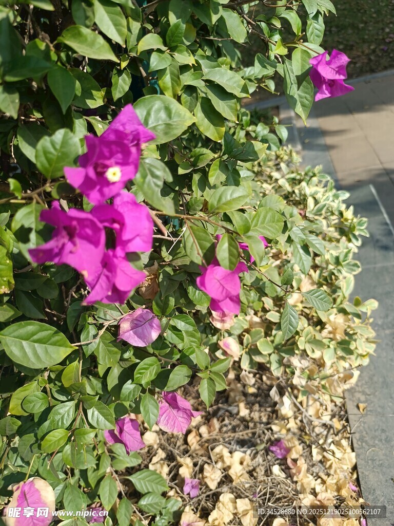 路边绽放的艳丽三角梅