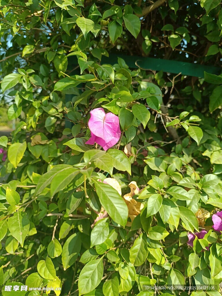 绿叶丛中绽放的娇艳花朵