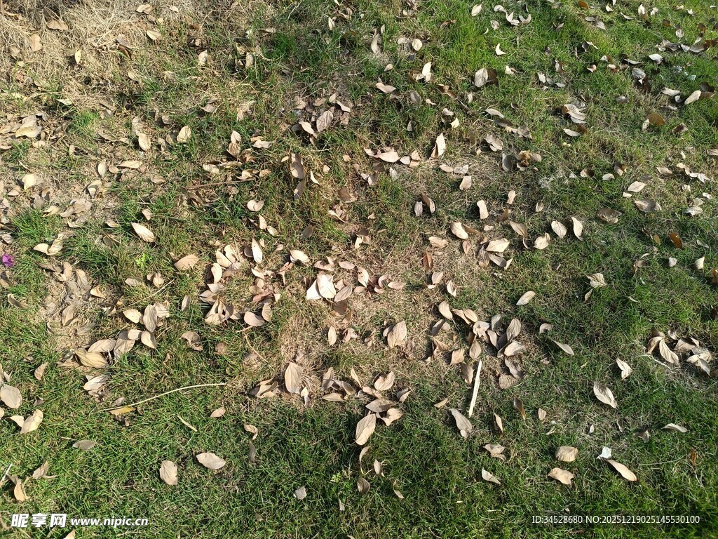 草地上散落的白色物体