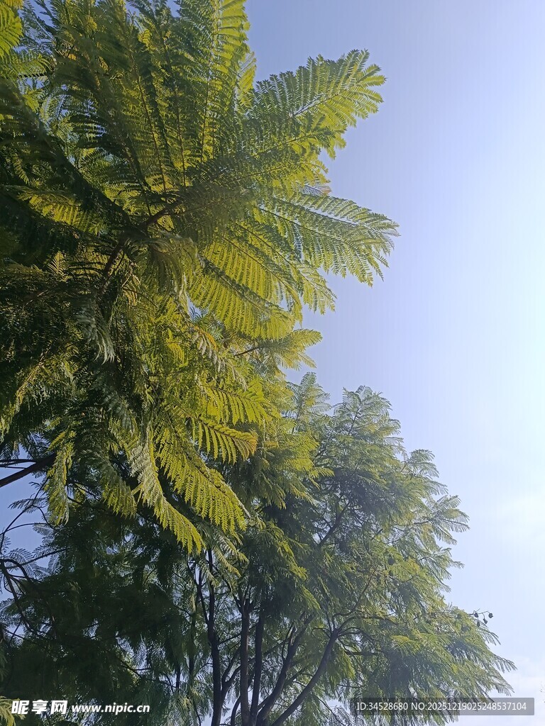 蓝天映衬下的葱郁树木