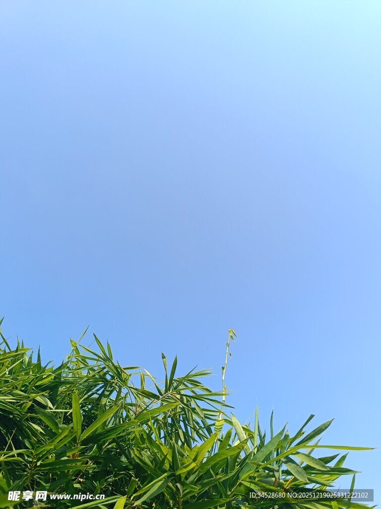 蓝天映衬下的翠绿植物