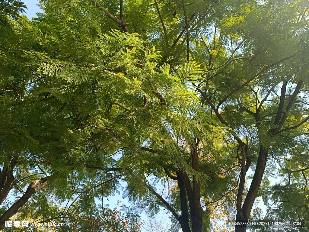 阳光下的葱郁树木